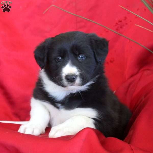 Rosie, Border Collie Puppy