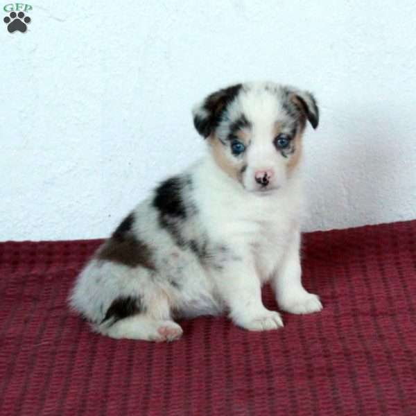 Rosie, Pembroke Welsh Corgi Puppy