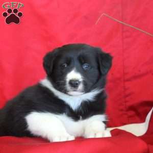 Rosie, Border Collie Puppy