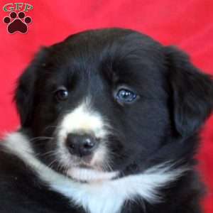 Rosie, Border Collie Puppy