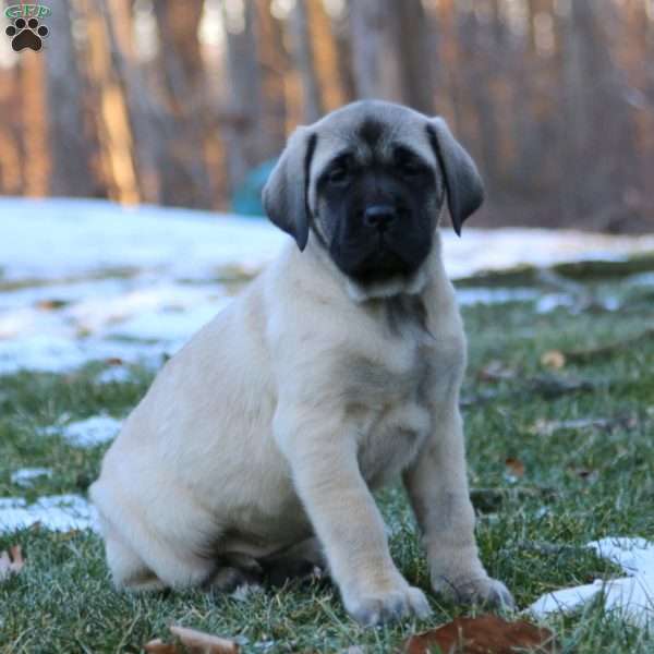 Rosie, English Mastiff Puppy