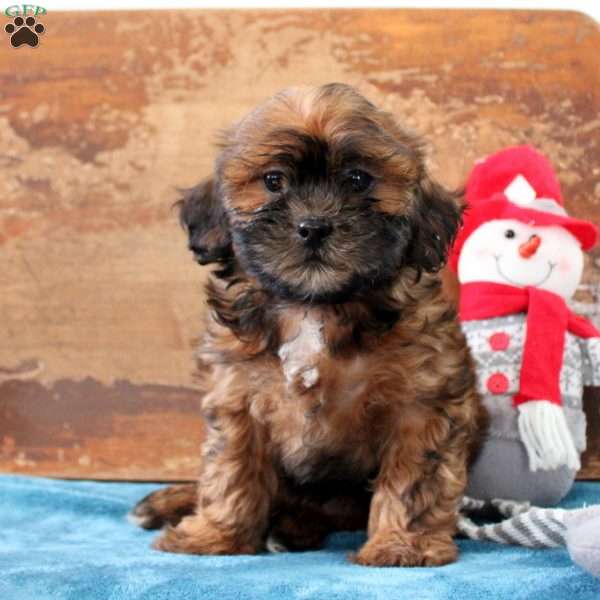 Rosie, Shih-Poo Puppy