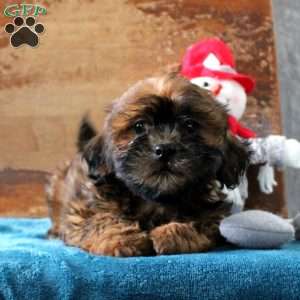 Rosie, Shih-Poo Puppy