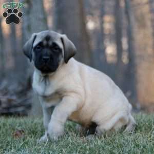 Rosie, English Mastiff Puppy