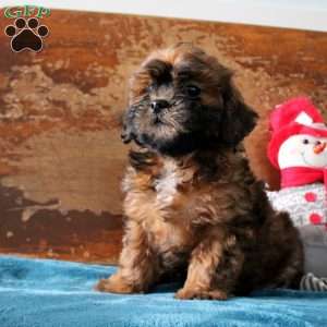 Rosie, Shih-Poo Puppy