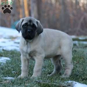 Rosie, English Mastiff Puppy