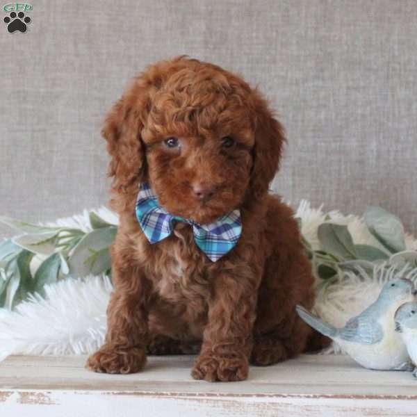 Ross, Miniature Poodle Puppy