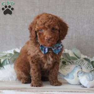 Ross, Miniature Poodle Puppy