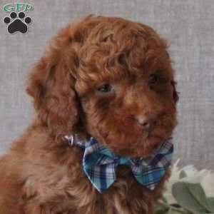 Ross, Miniature Poodle Puppy