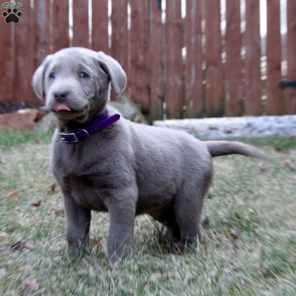 Ross, Silver Labrador Retriever Puppy