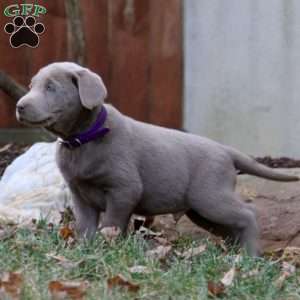 Ross, Silver Labrador Retriever Puppy