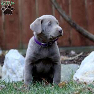 Ross, Silver Labrador Retriever Puppy