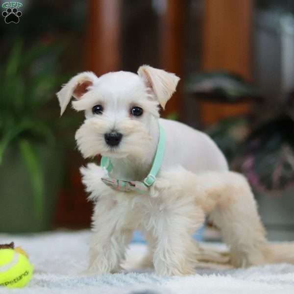 Roxie, Miniature Schnauzer Puppy