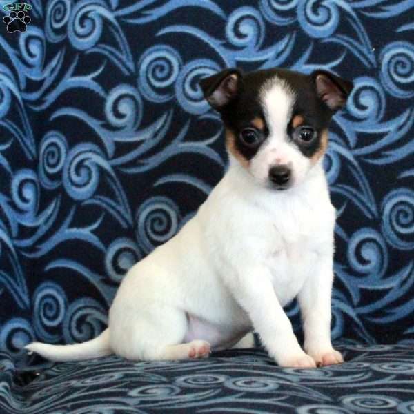 Roxie, Toy Fox Terrier Puppy