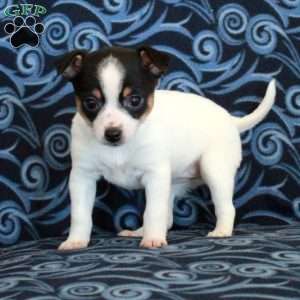 Roxie, Toy Fox Terrier Puppy