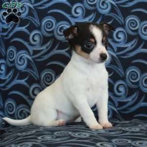 Roxie, Toy Fox Terrier Puppy