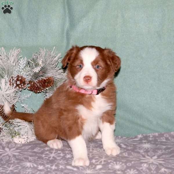 Roxy, Border Collie Puppy