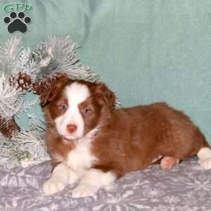 Roxy, Border Collie Puppy