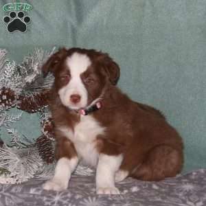 Roxy, Border Collie Puppy