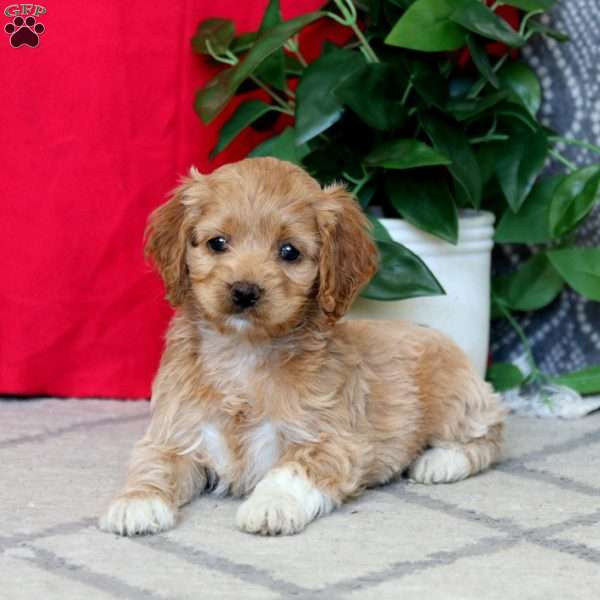 Roxy, Cockapoo Puppy