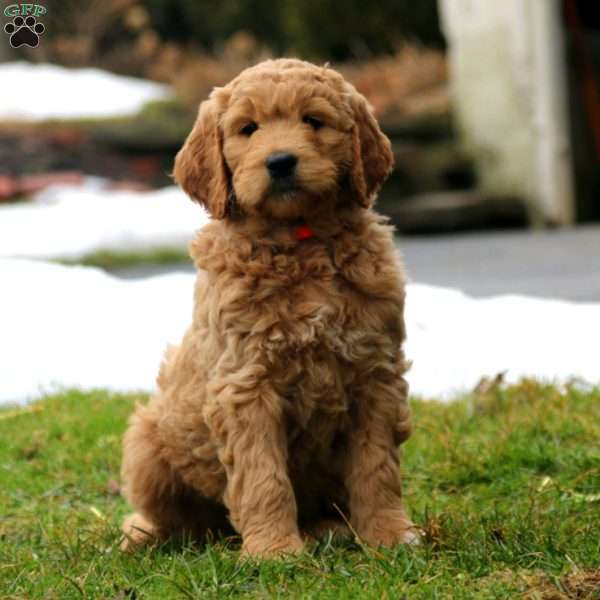 Roxy, Goldendoodle Puppy