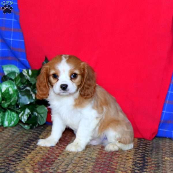 Royal, Cavalier King Charles Spaniel Puppy