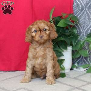 Royal, Cockapoo Puppy