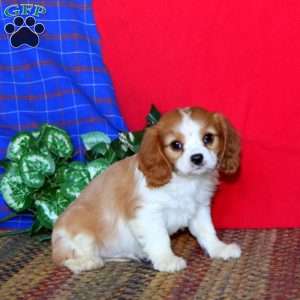 Royal, Cavalier King Charles Spaniel Puppy