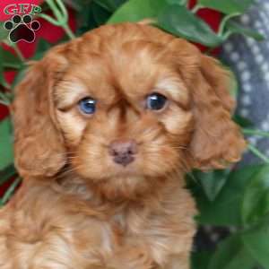 Royal, Cockapoo Puppy