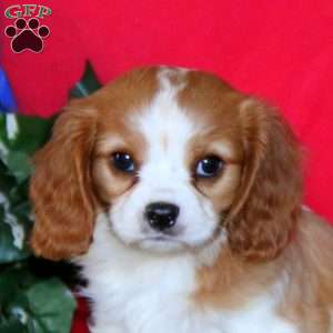 Royal, Cavalier King Charles Spaniel Puppy