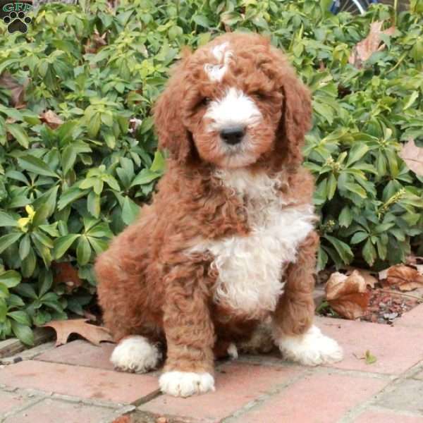 Rubble, Mini Goldendoodle Puppy