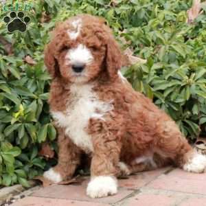 Rubble, Mini Goldendoodle Puppy