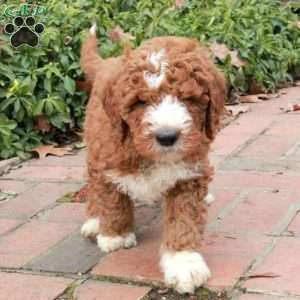 Rubble, Mini Goldendoodle Puppy