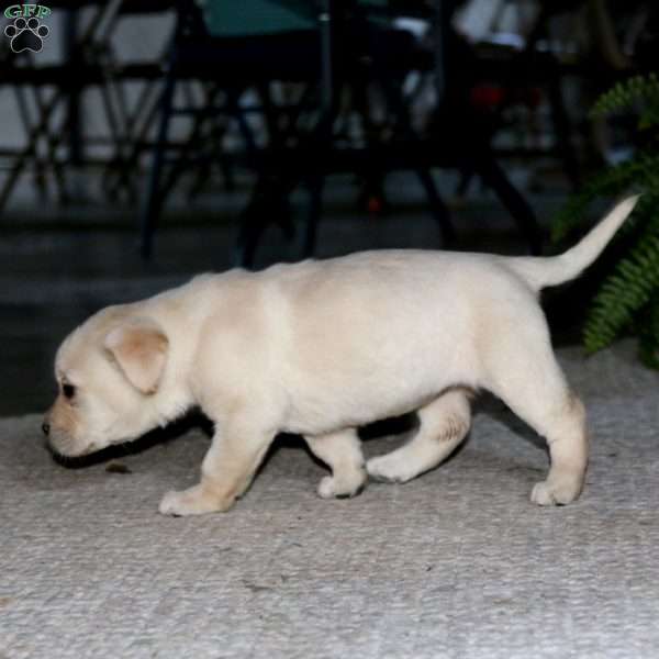 Ruby, Yellow Labrador Retriever Puppy