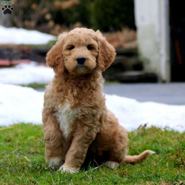 Ruby, Goldendoodle Puppy