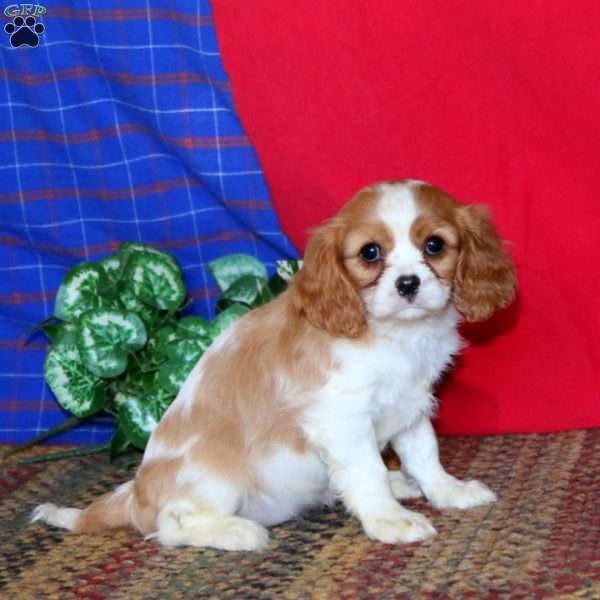 Ruby, Cavalier King Charles Spaniel Puppy