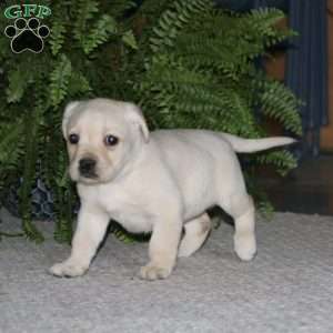 Ruby, Yellow Labrador Retriever Puppy