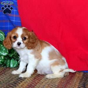 Ruby, Cavalier King Charles Spaniel Puppy