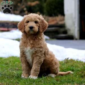 Ruby, Goldendoodle Puppy