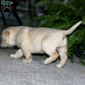 Ruby, Yellow Labrador Retriever Puppy