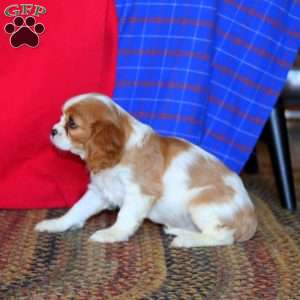 Ruby, Cavalier King Charles Spaniel Puppy