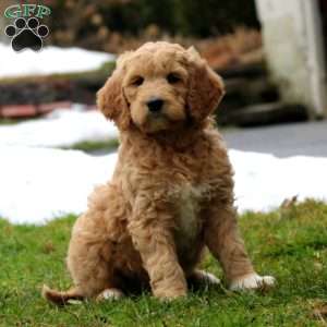 Ruby, Goldendoodle Puppy