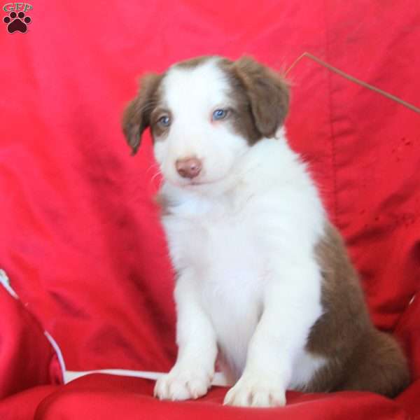 Russell, Border Collie Puppy