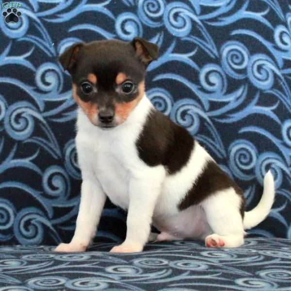 Russell, Toy Fox Terrier Puppy