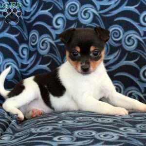 Russell, Toy Fox Terrier Puppy