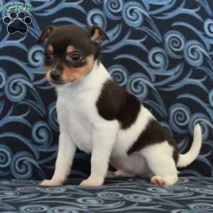 Russell, Toy Fox Terrier Puppy