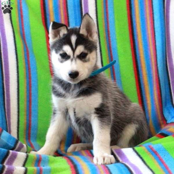 Rusty, Siberian Husky Puppy