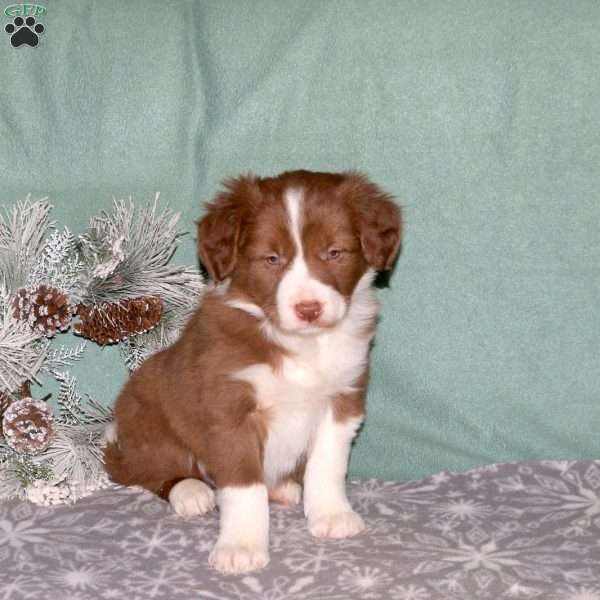 Rusty, Border Collie Puppy