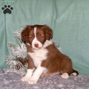 Rusty, Border Collie Puppy