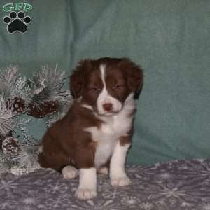 Rusty, Border Collie Puppy